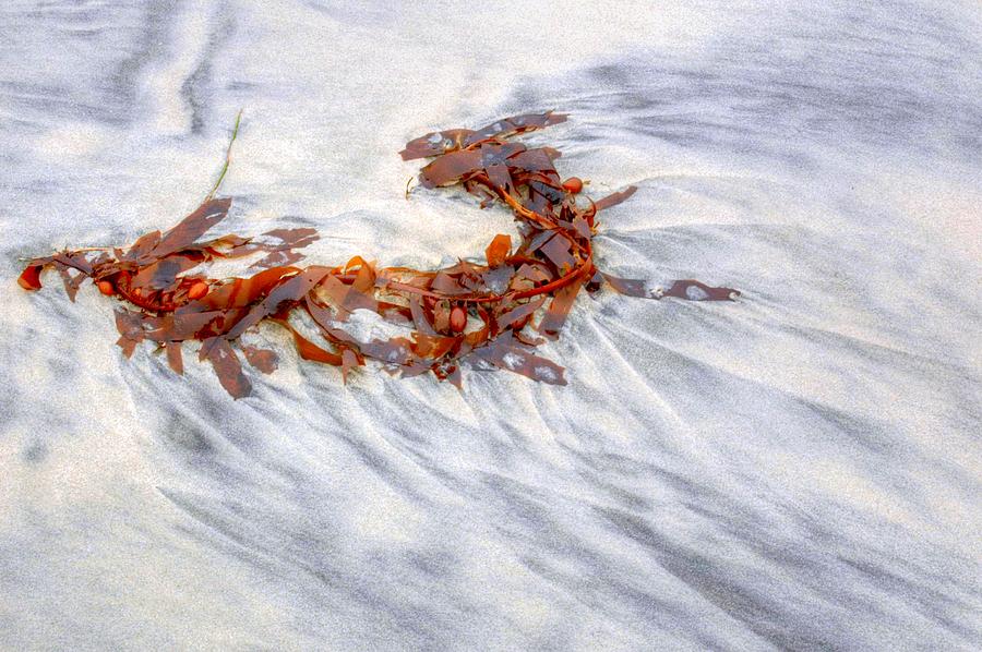 Sea Necklace Photograph by Richard Omura