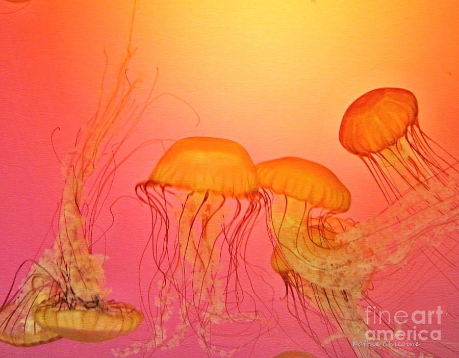 Sea Nettle - 1 Photograph by Kathie Chicoine