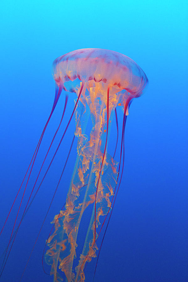 Sea Nettle Photograph by Brian Knott Photography - Fine Art America