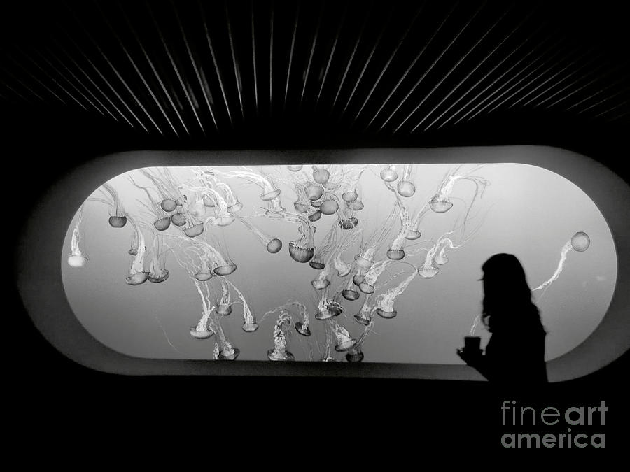 Sea Nettle Exhibit in Black and White Photograph by Rachel Morrison
