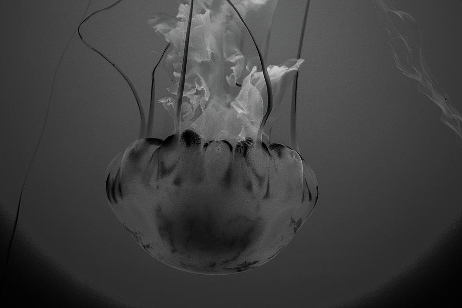 Sea Nettle In Black And White Photograph
