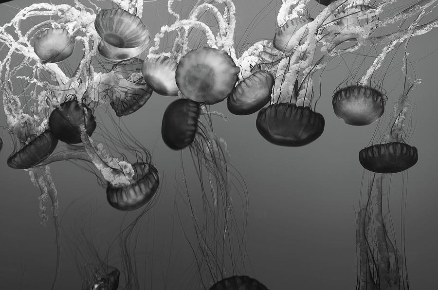 Sea Nettle Jellyfish Ballet Photograph by Marilyn MacCrakin
