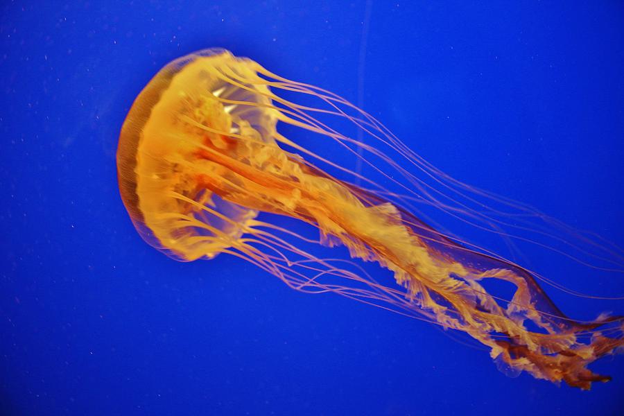 Sea Nettle Jellyfish Photograph by Cynthia Guinn