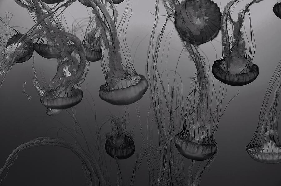Sea Nettle Jellyfish in Motion Photograph by Marilyn MacCrakin