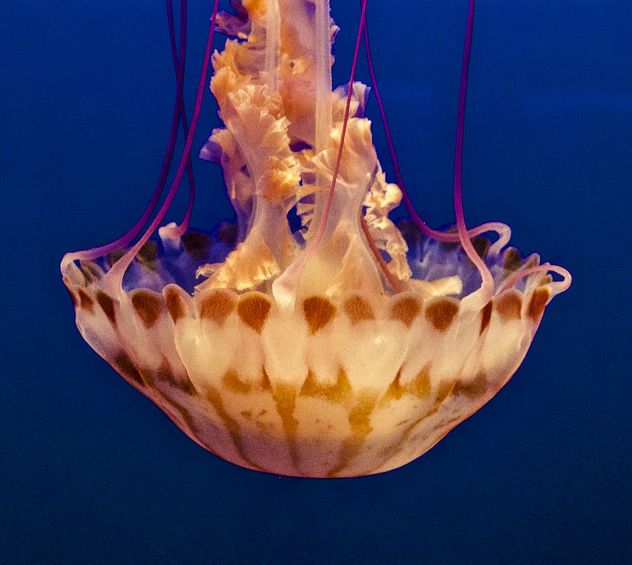 Sea Nettle Jellyfish Photograph by Venetia Featherstone-Witty