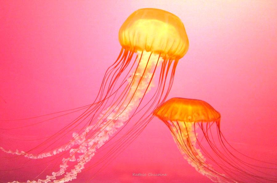 Sea Nettles - 2 Photograph by Kathie Chicoine