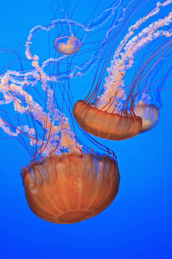 Sea Nettles Chrysaora Fuscescens In Photograph by Stuart Westmorland ...