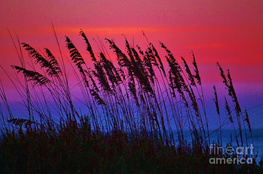 Uniola Paniculata Photograph - Sea Oat Sunset by Keri West Uniola Paniculata Photograph - Sea Oat Sunset by Keri West