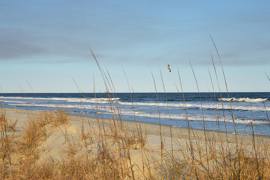 Sea Oats and Gull Photograph by Alan Lenk