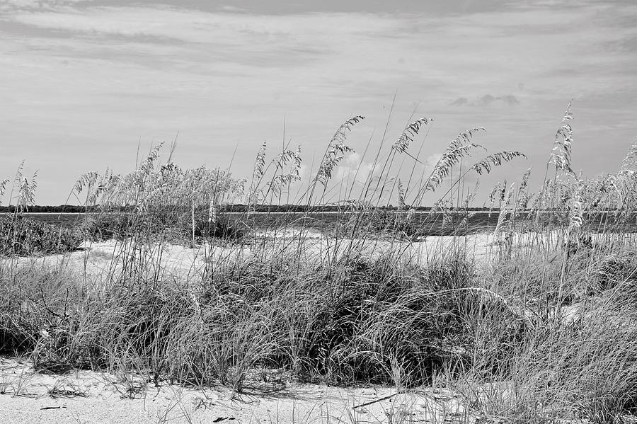 Sea Oats and Sand Dunes Photograph by Carol Bradley