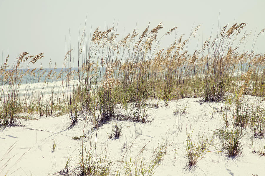 Sea Oats and White Sands Photograph by Toni Hopper