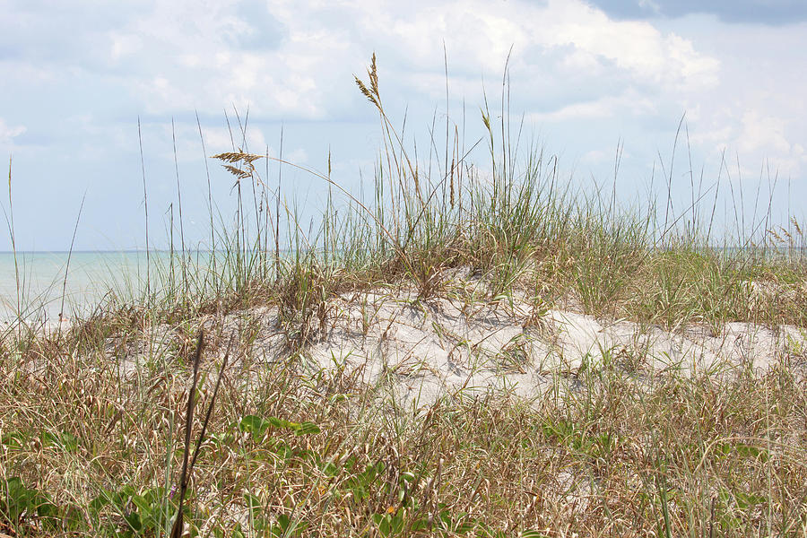 Sea Oats Photograph by Art Block Collections