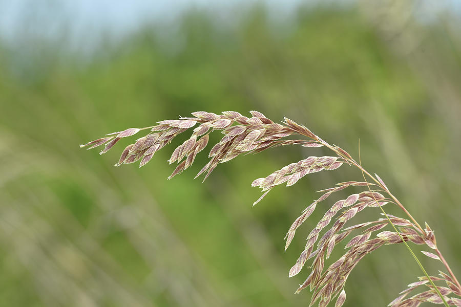 Sea Oats Photograph by Artful Imagery