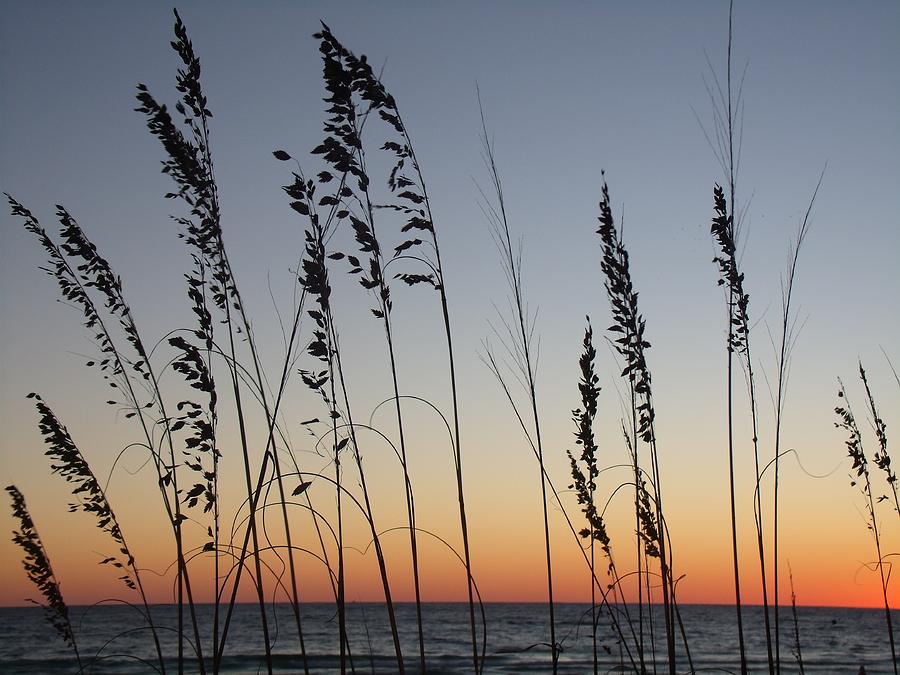 Sea Oats at Sunset Photograph by CG Abrams