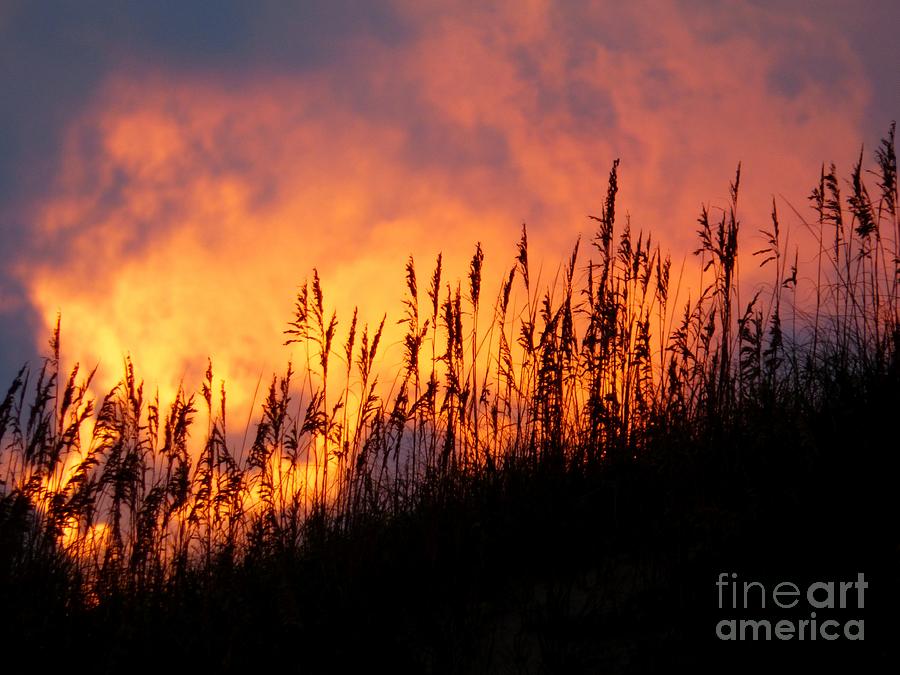 Sea Oats at Sunset Photograph by Jean Wright