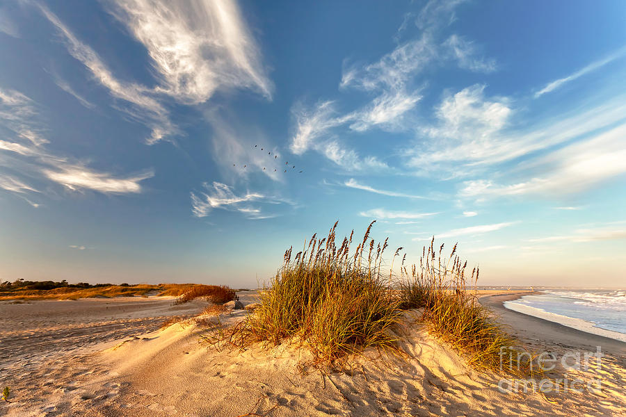 Sea Oats at Sunset Photograph by Paul Malcolm | Fine Art America