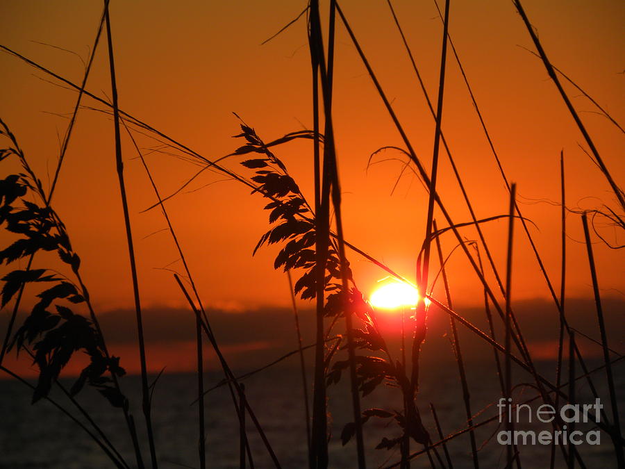 Sea Oats at Sunset Photograph by Terri Mills
