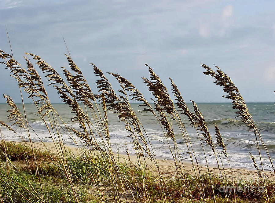 Sea Oats By The Sea Photograph by D Hackett