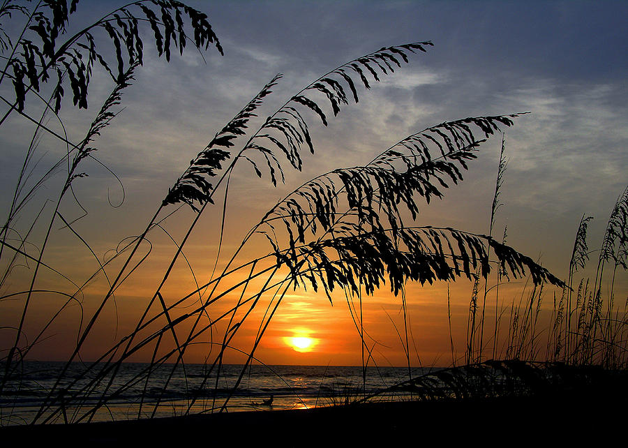 Sunset Photograph - Sea Oats by Dan Wells