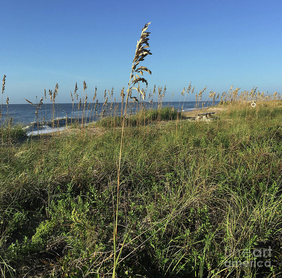 Sea Oats Galore Photograph by Skip Willits