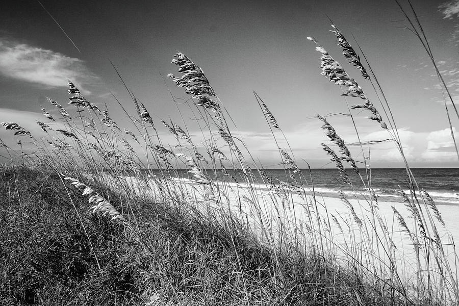 Sea Oats In Black And White Photograph