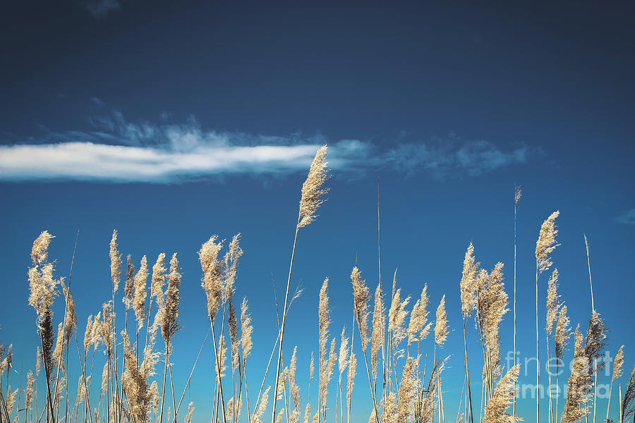 Sea Oats On a Blue Day Photograph by Colleen Kammerer