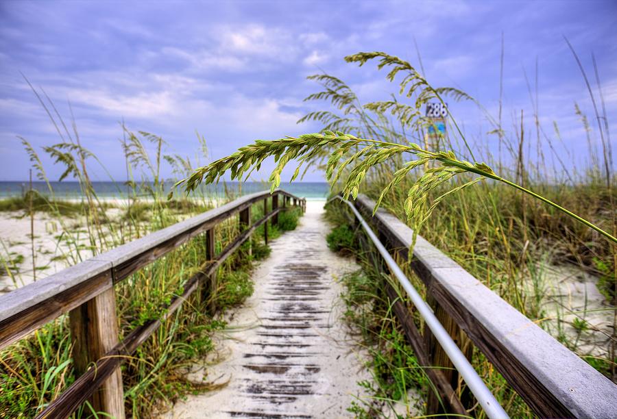 Sea Oats on Pensacola Beach Photograph by JC Findley