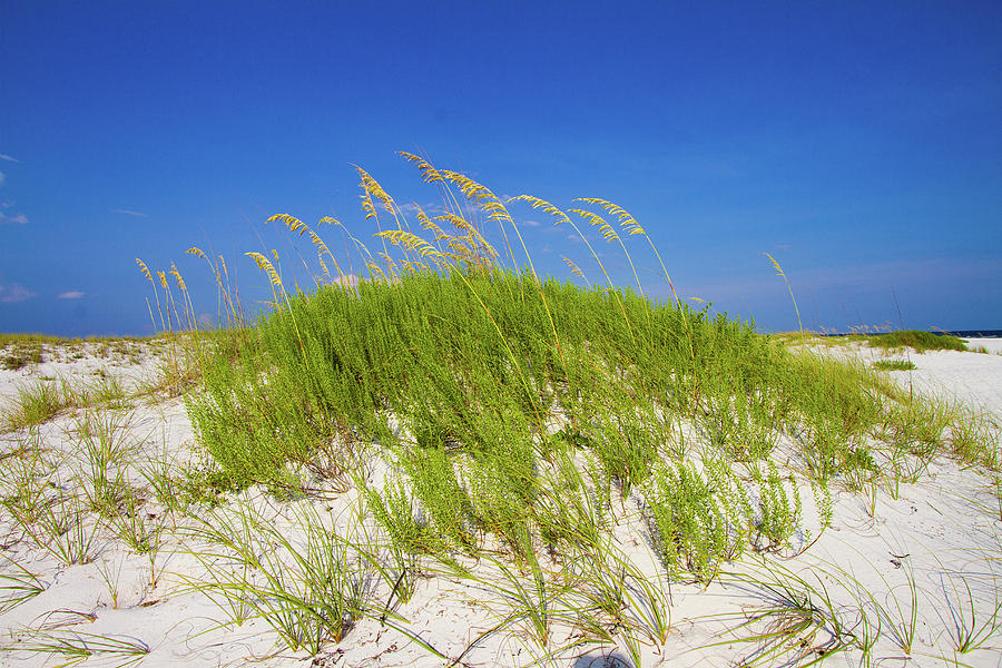 Sea Oats on Pensacola Beach Photograph by Jef Bond - Pixels