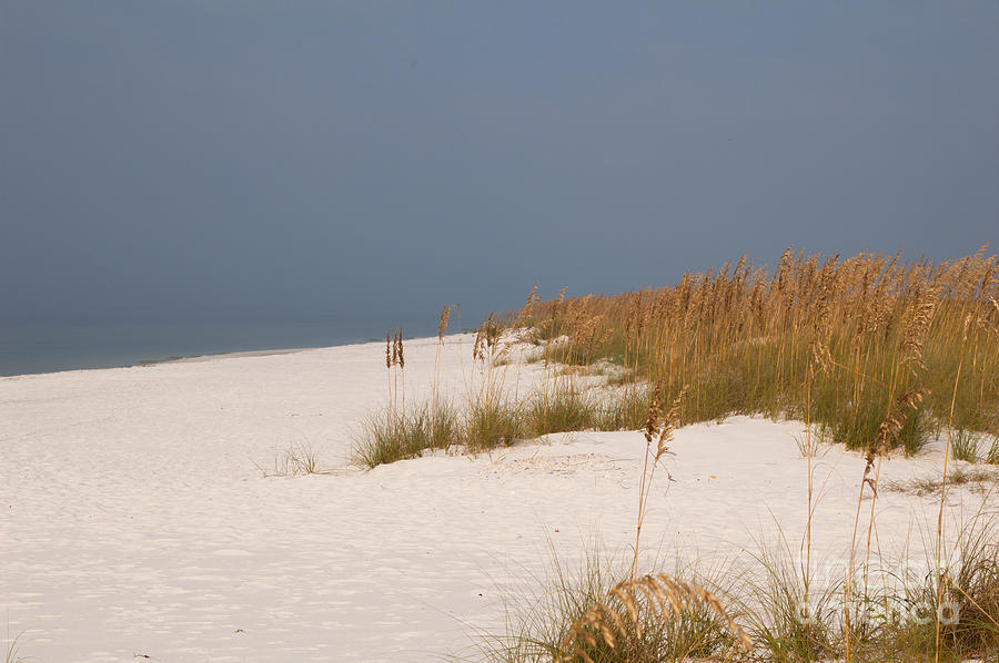 Sea Oats On The Beach Photograph By Lowell Anderson Fine Art America