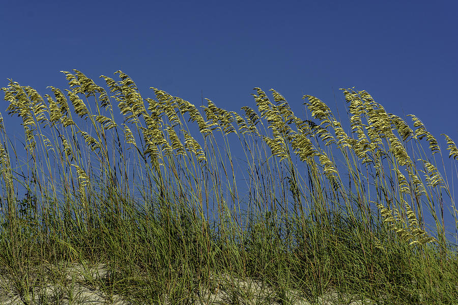 Sea oats on the dunes Photograph by WAZgriffin Digital