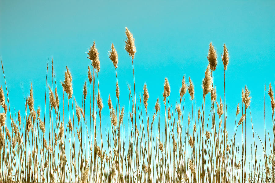 Nature Photograph - Sea Oats on Turquoise Sky by Colleen Kammerer
