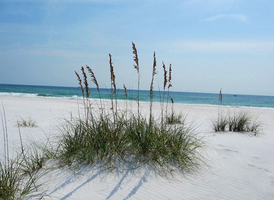 Sea Oats Photograph by Pam Utton