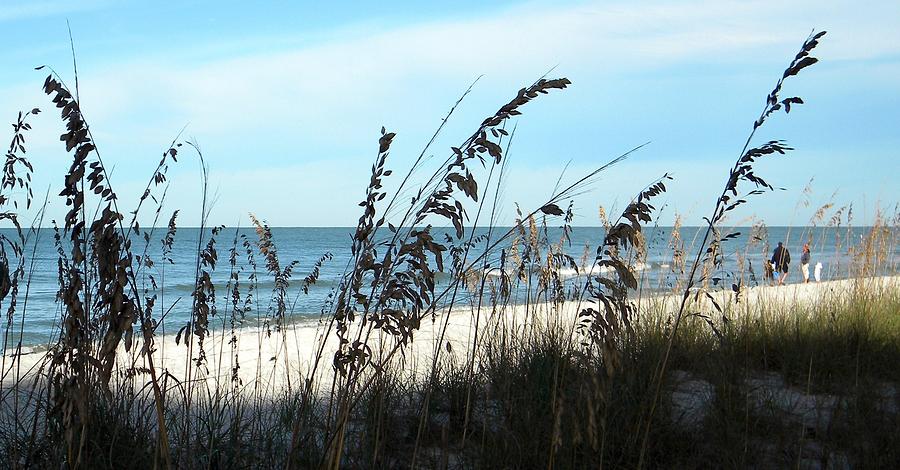 Sea Oats Protecting the Beach Photograph by Sean Allen