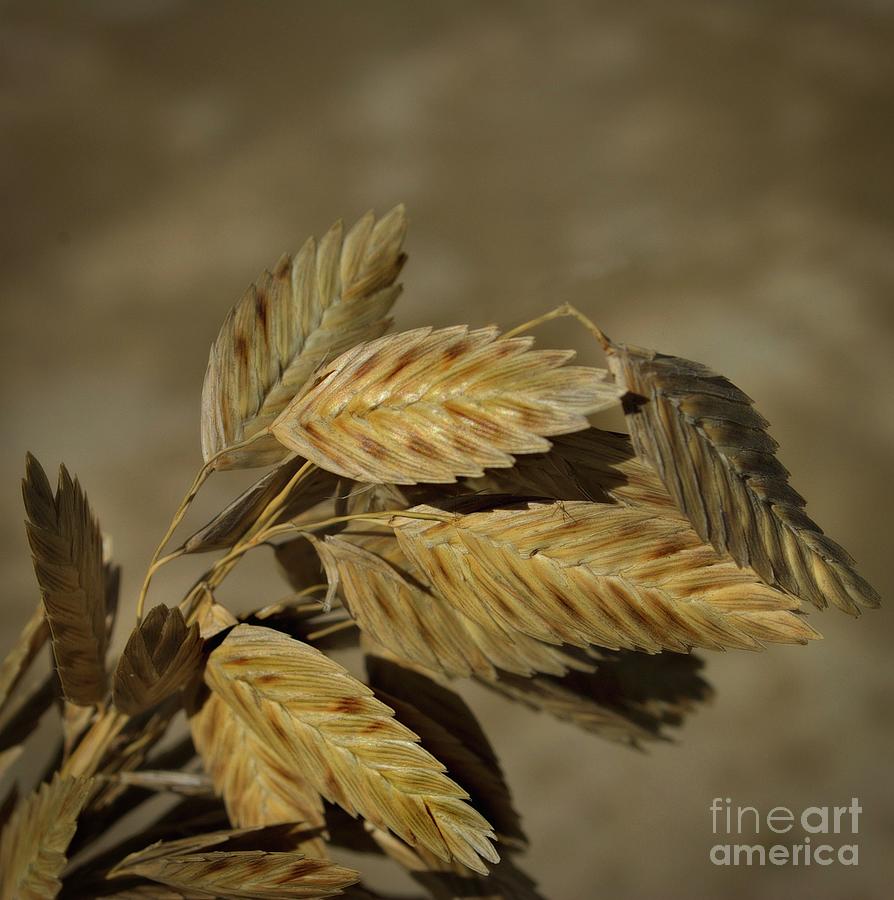 Sea Oats Photograph by Skip Willits
