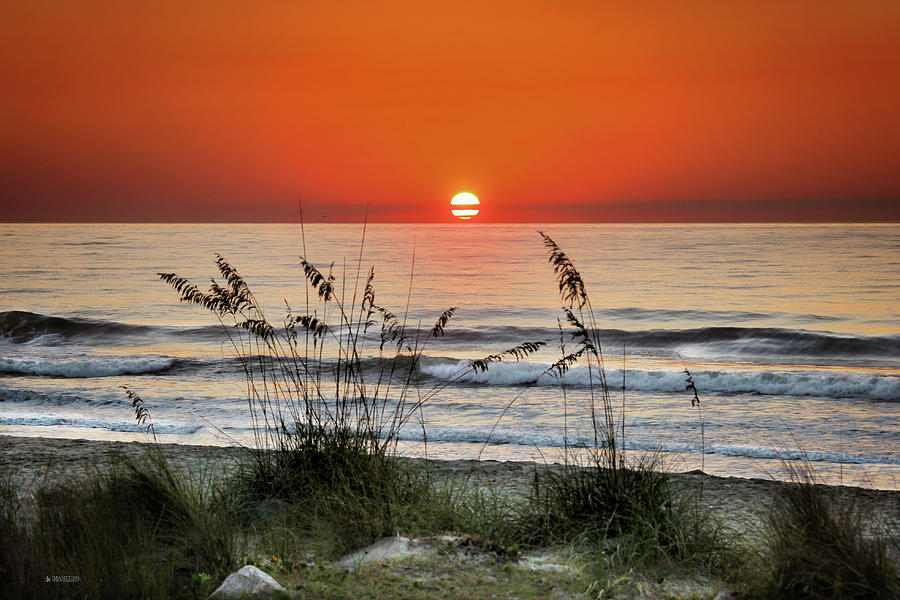 Sea Oats Sunrise Photograph by Phil Mancuso