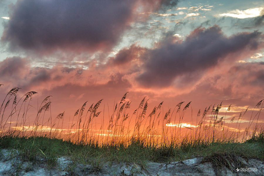 Sea Oats Sunset Digital Art by Phil Mancuso