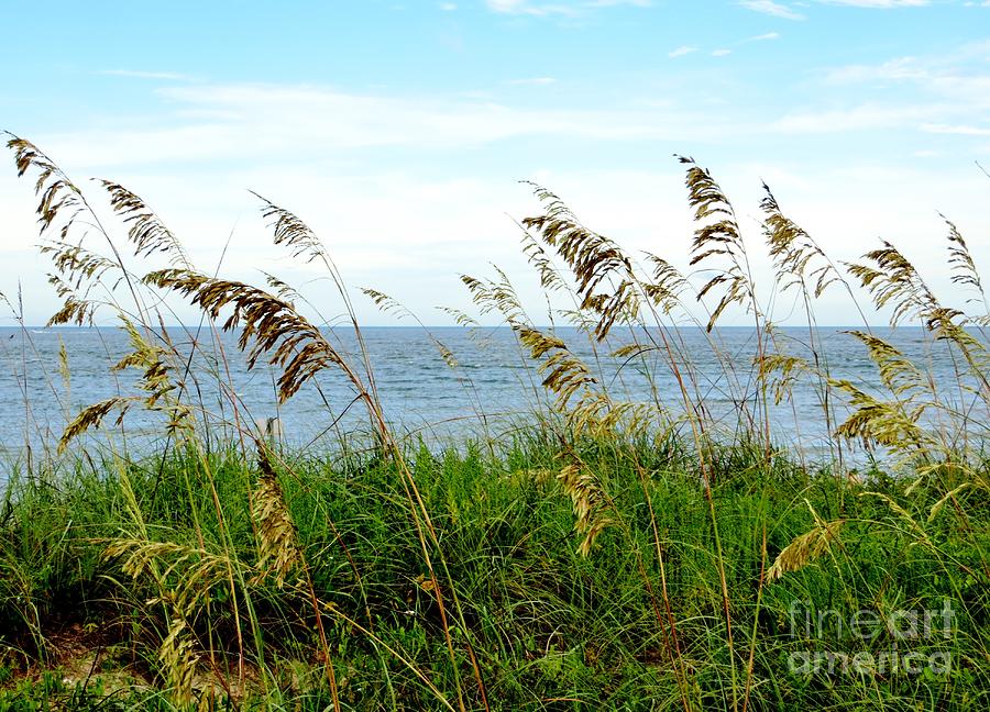 Sea Oats Photograph by Tim Townsend