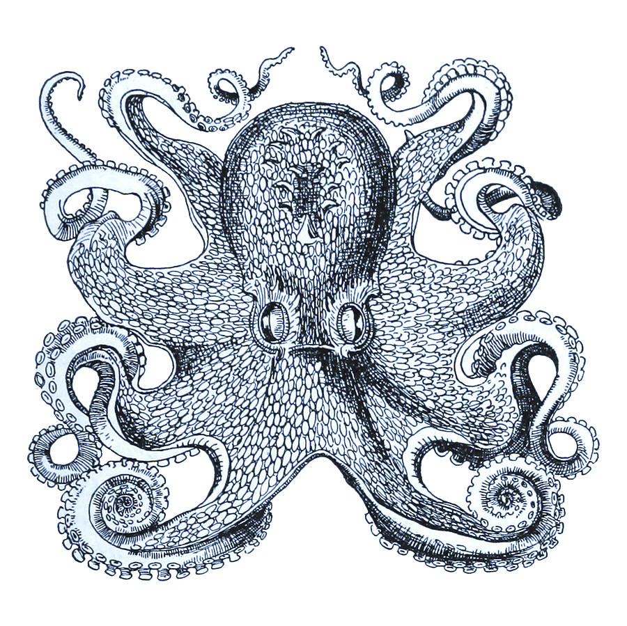 Octopus Digital Art - Sea Octopus Coastal Decor by Erin Cadigan