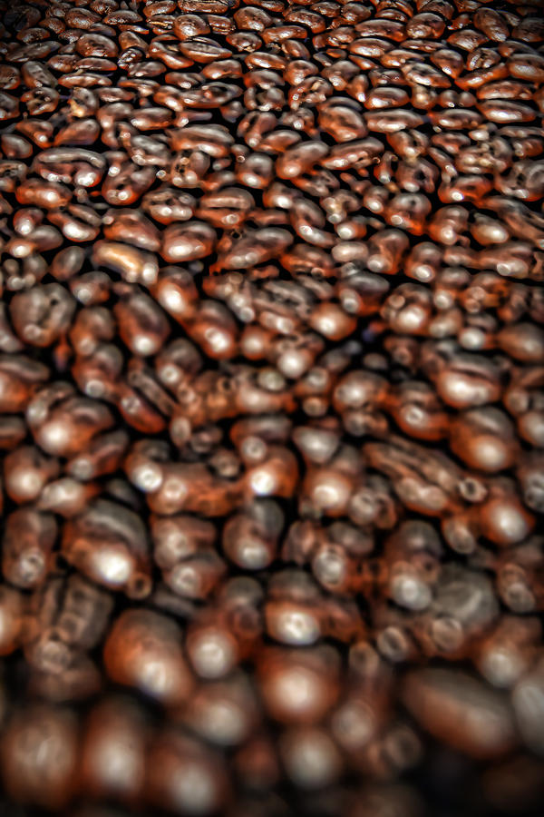 Sea of Beans Photograph by Gordon Dean II