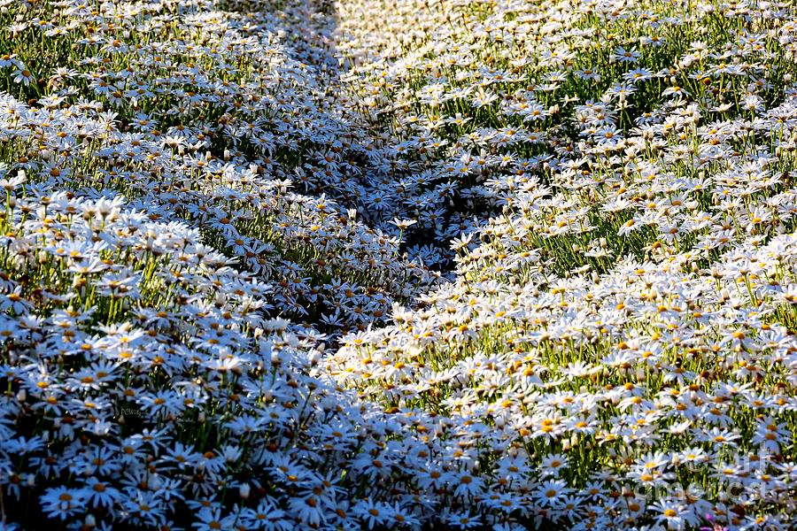 Sea of Blooming Daisies Photograph by Patrick Witz