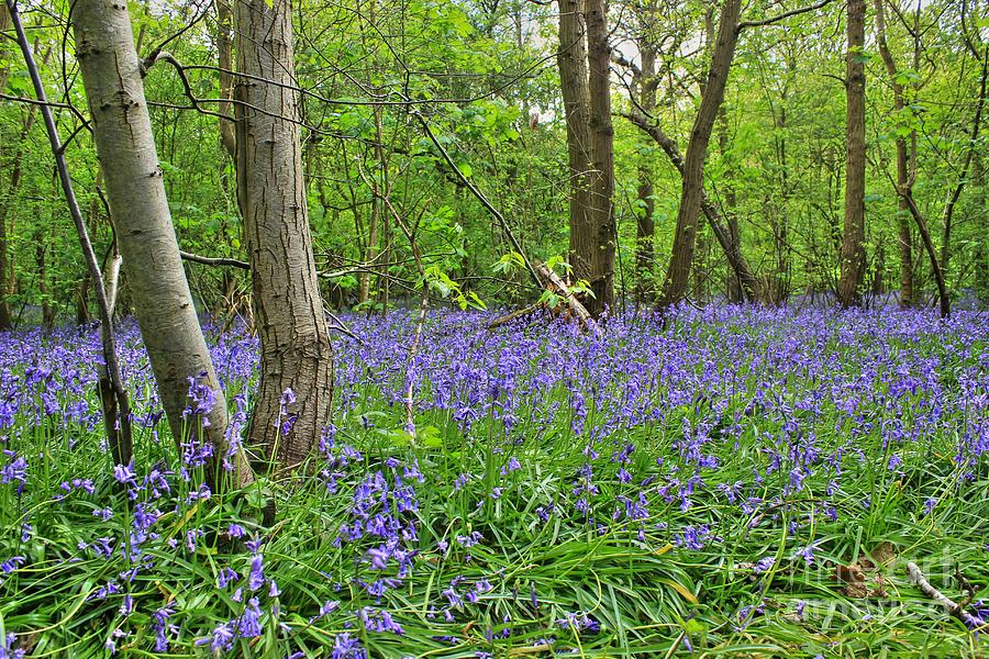 Sea of Bluebells Photograph by Vicki Spindler