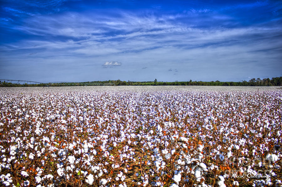 A Sea of Cotton South Georgia Cotton Field Landscape Art Photograph by Reid Callaway