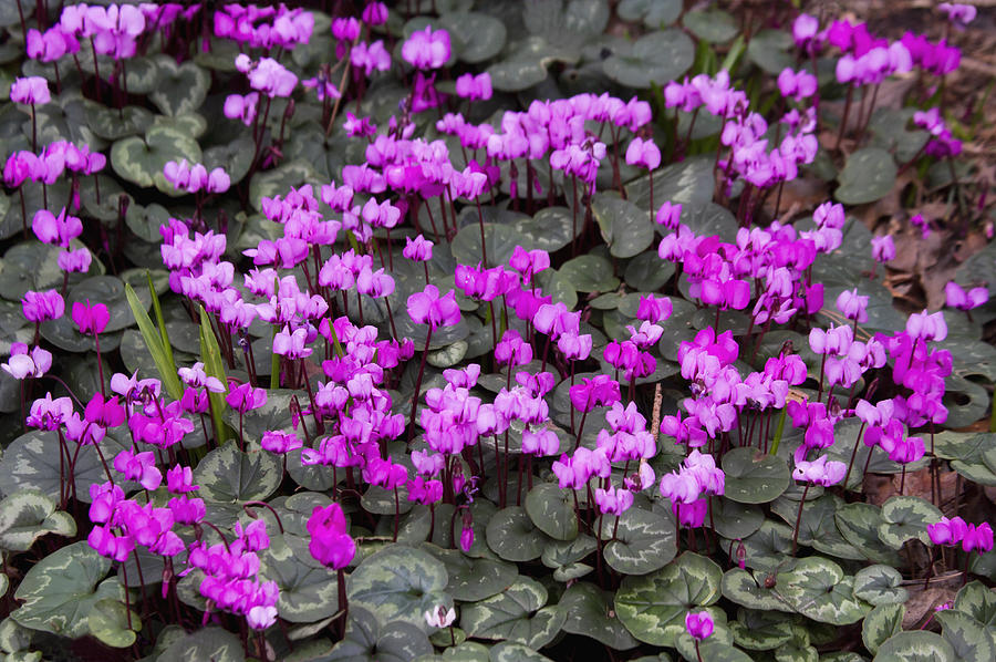 Sea of Cyclamen Photograph by Shirley Mitchell