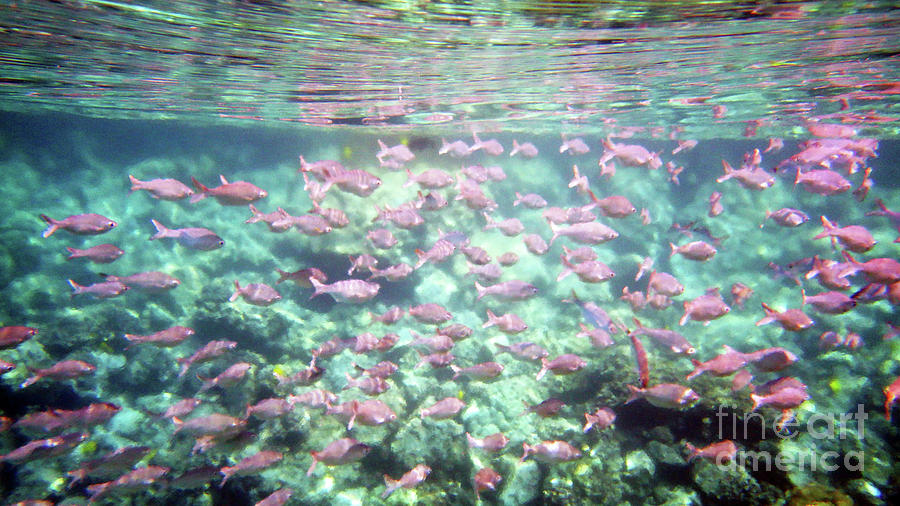 Sea of Fish 2 Photograph by Karen Nicholson