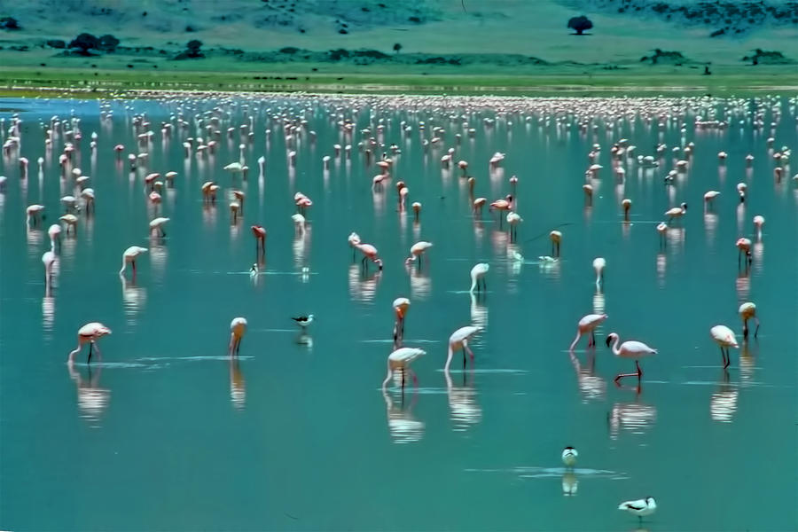 Sea of Flamingos Digital Art by Cathy Anderson