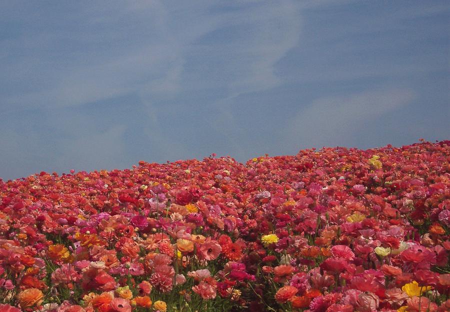Carlsbad Photograph - Sea of Flowers by Jean Booth
