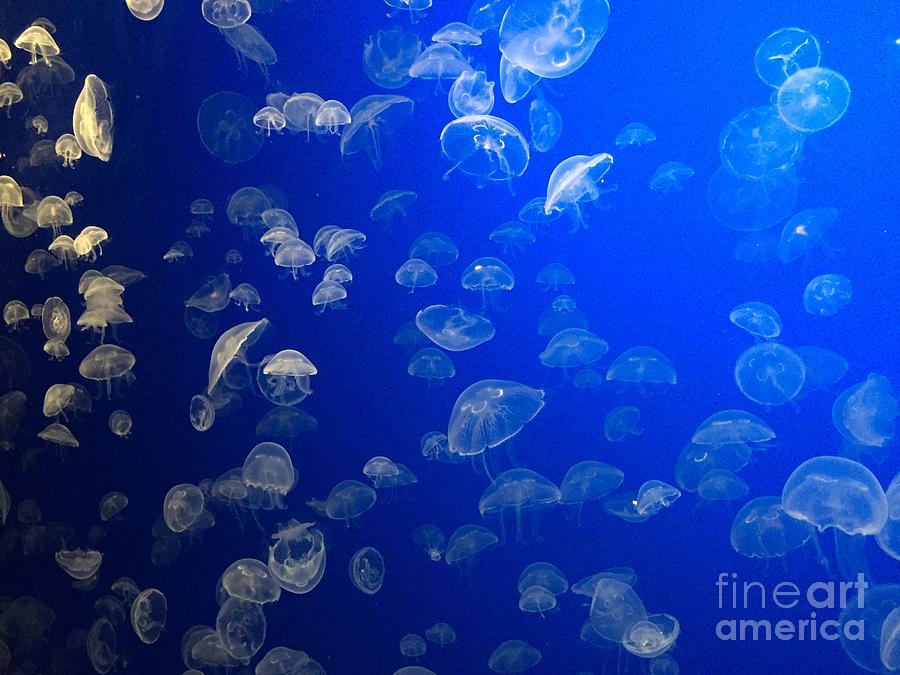 Sea of Jellyfish Photograph by Flo DiBona | Fine Art America