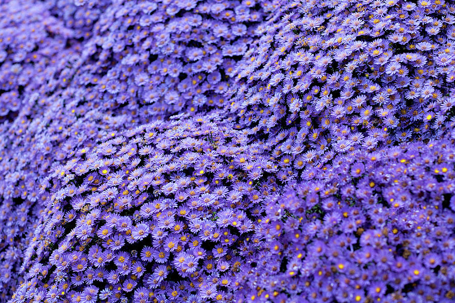 Sea of Lavender Flowers Photograph by Todd Klassy
