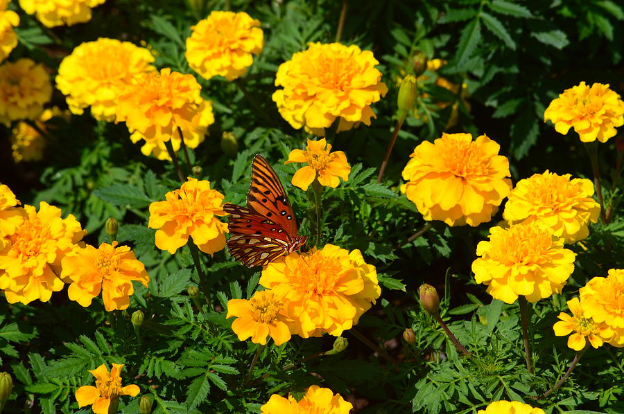 Sea of Marigolds Photograph by Sarah Faulkner