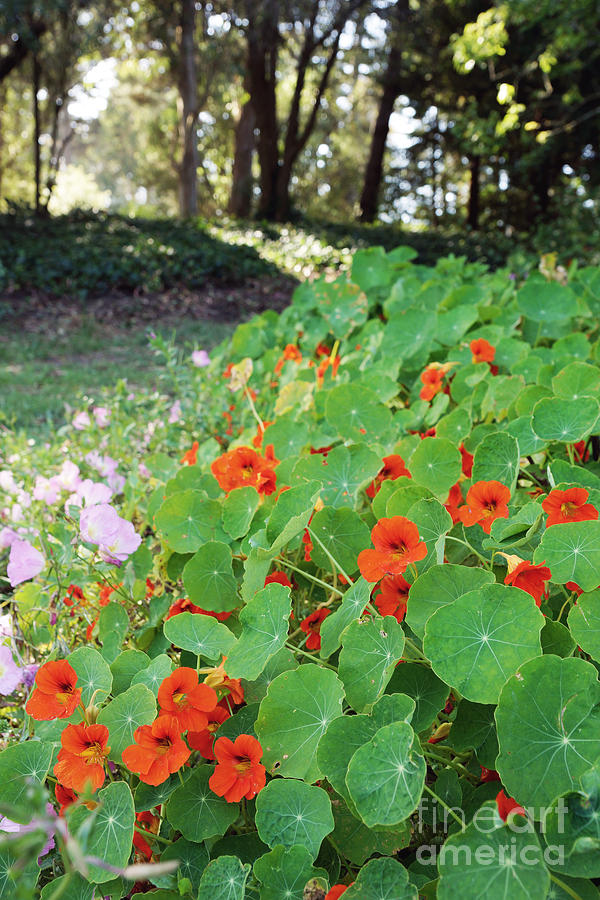 Sea of nasturtiums Photograph by Cindy Garber Iverson